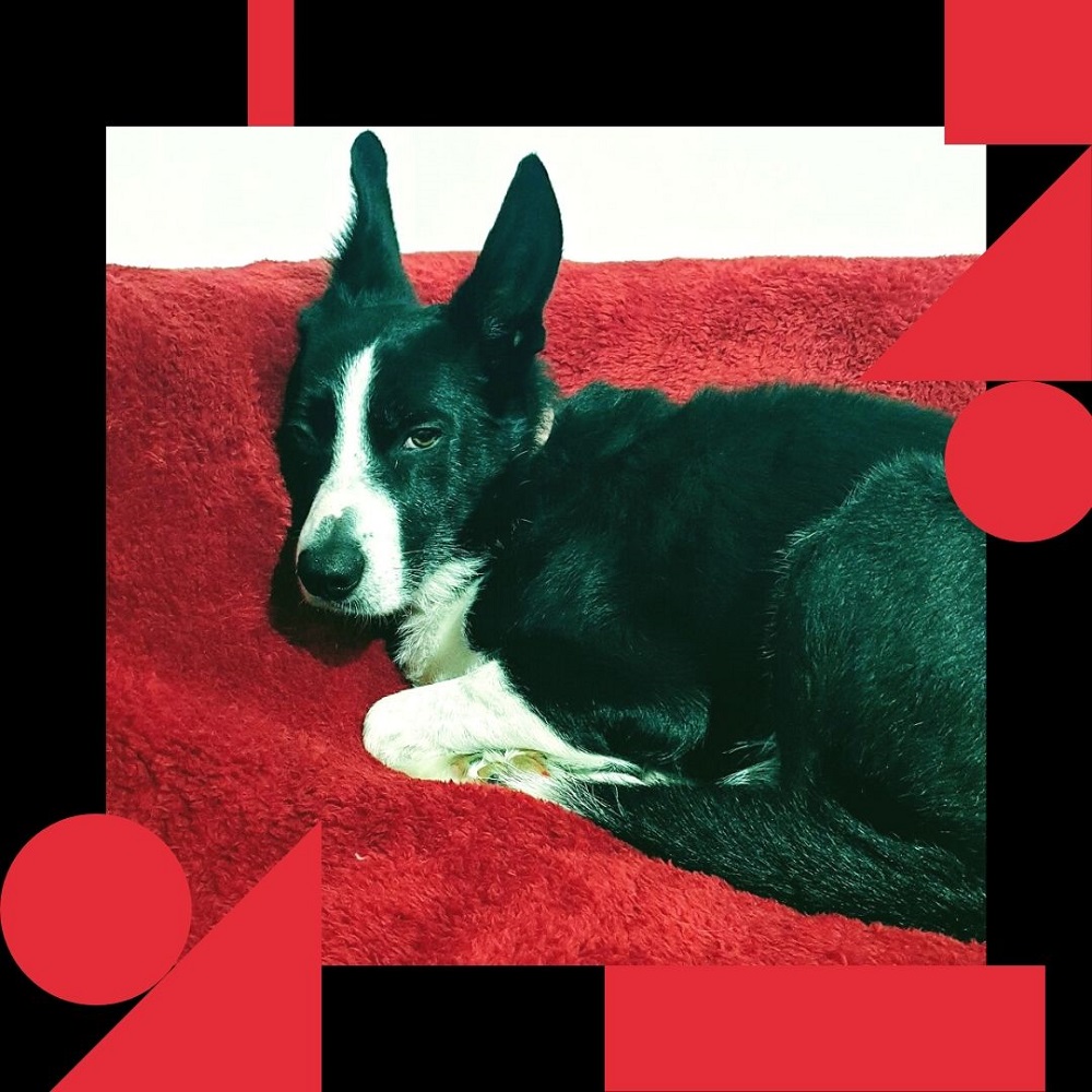 No Outfit Is Complete Without Dog Hair No Outfit Is Complete Without Dog Hair