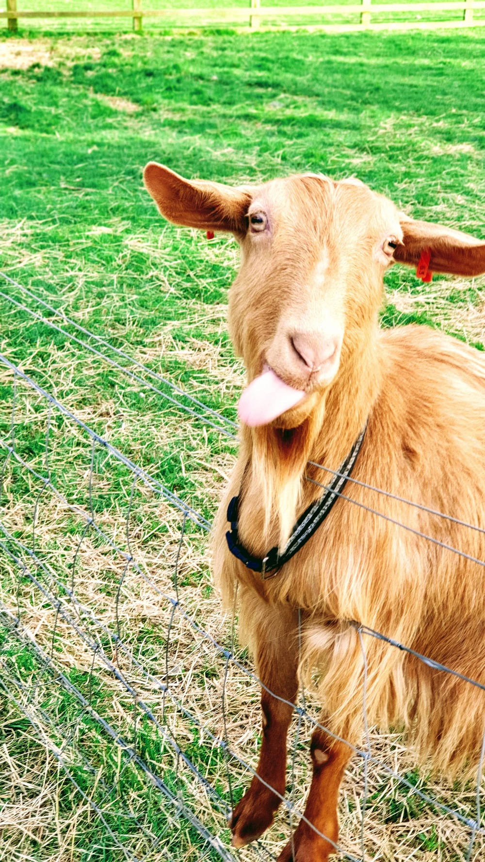 Adorable Goats- White Post Farm