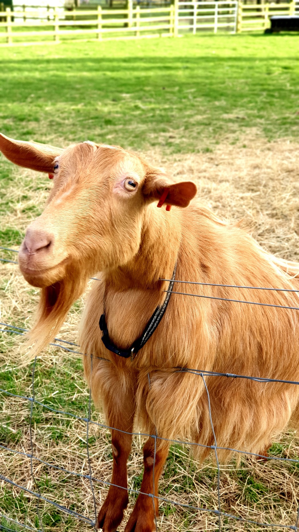 Adorable Goats- White Post Farm: Haters Gonna Hate