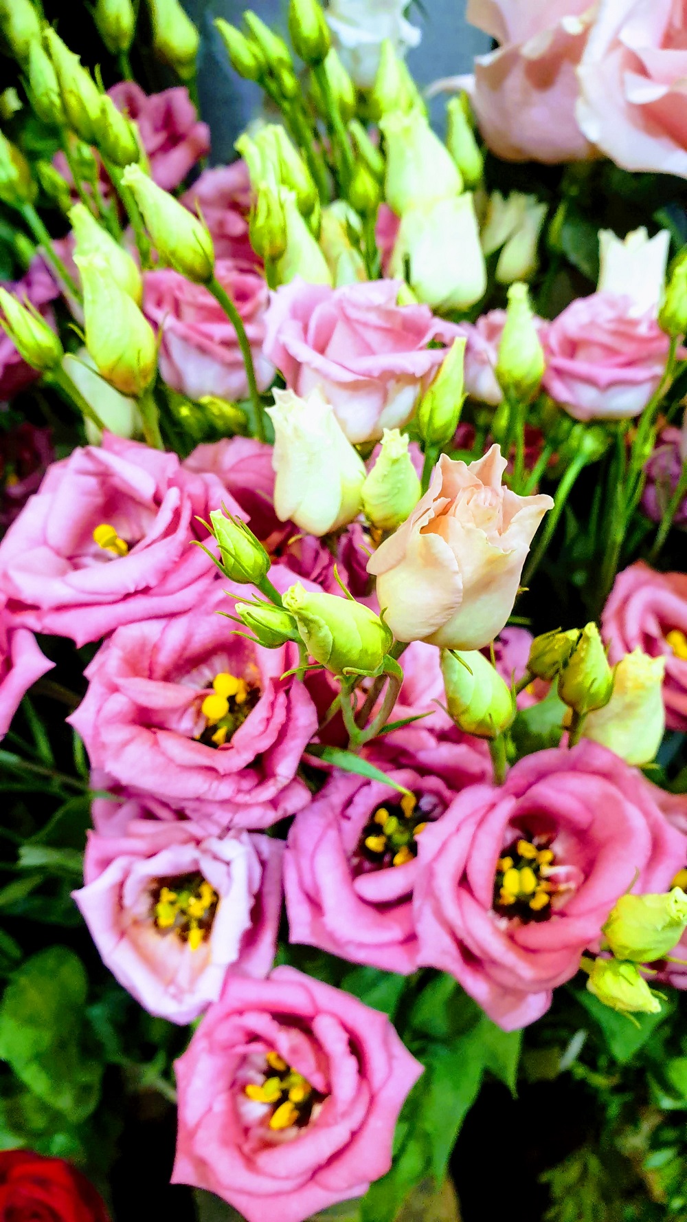 Love In The Mist: Wordless Wednesday Love In The Mist: Wordless Wednesday