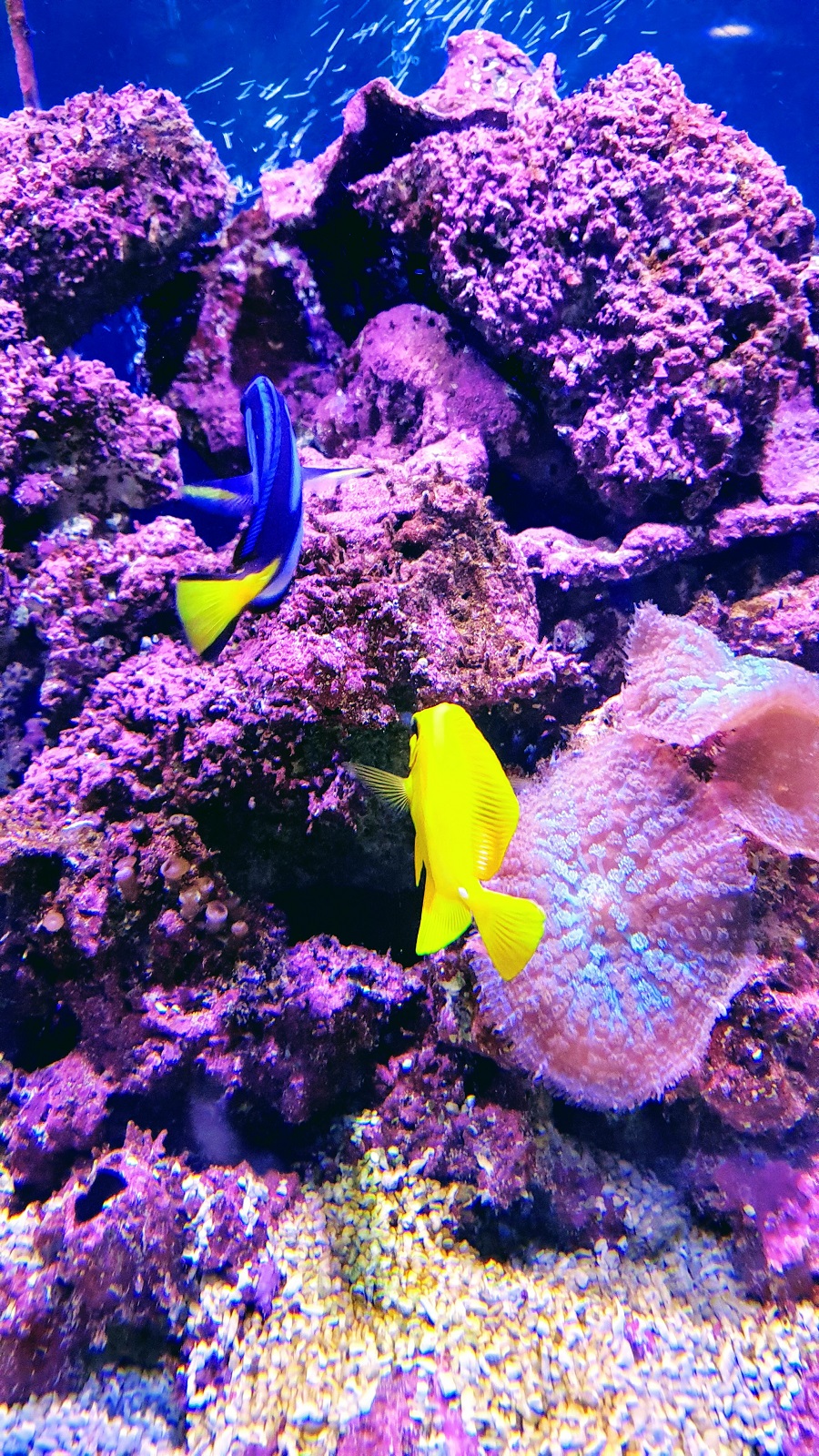 Just Keep Swimming~ Finding Dory At The Farm