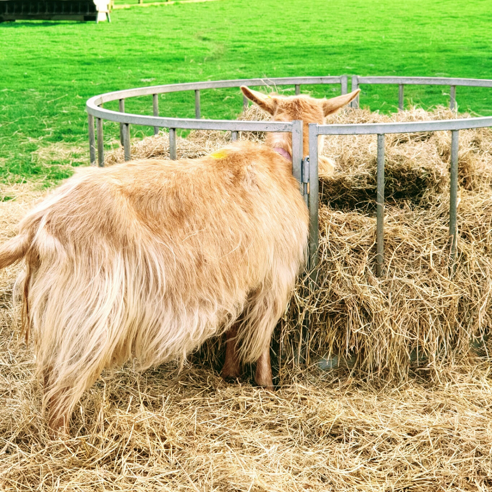 Adorable Goats- White Post Farm: Haters Gonna Hate