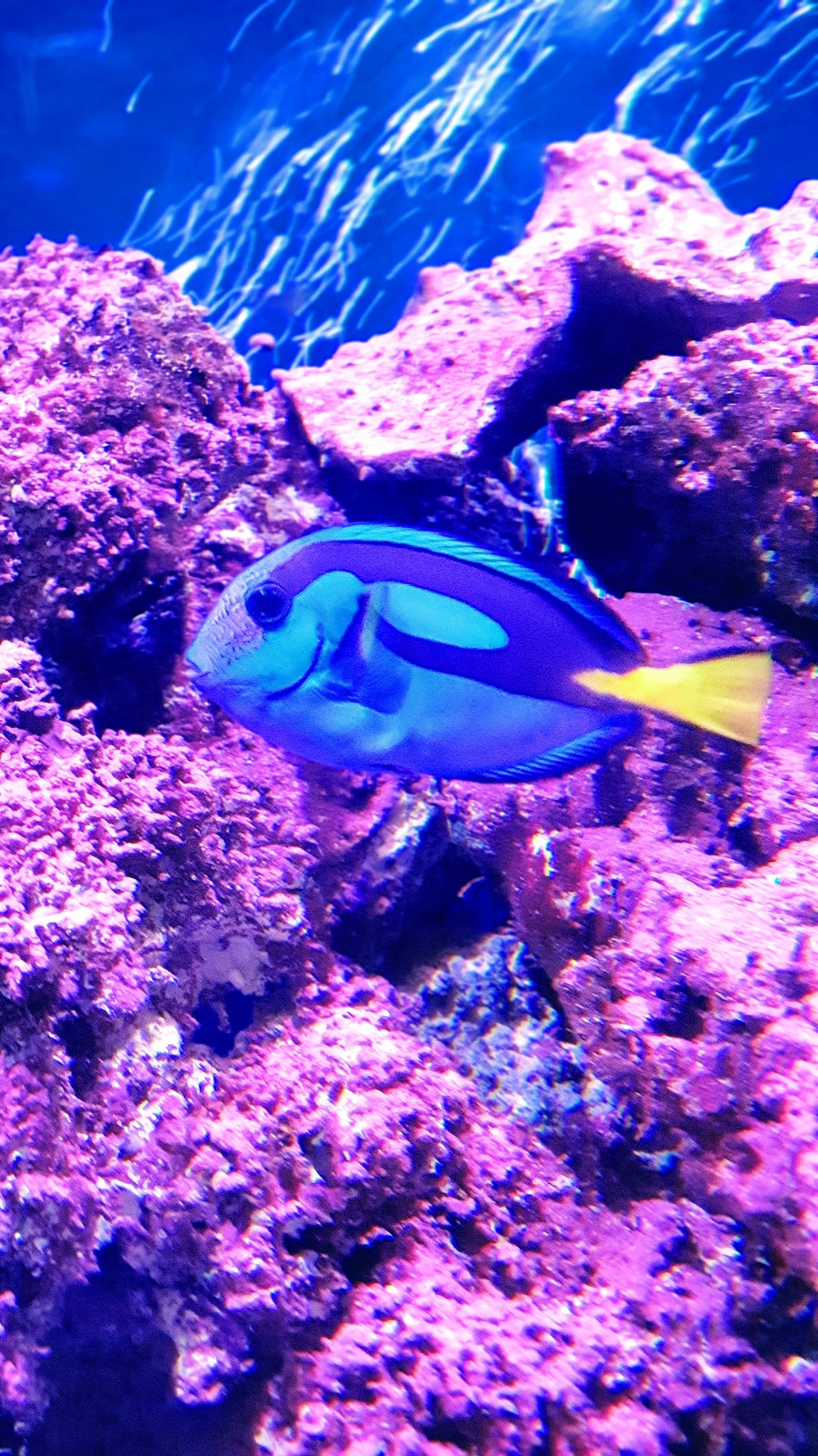 Just Keep Swimming~ Finding Dory At The Farm