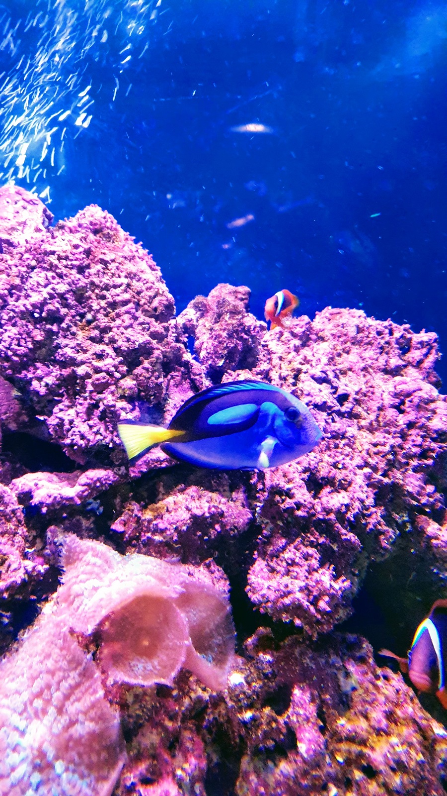 Just Keep Swimming~ Finding Dory At The Farm