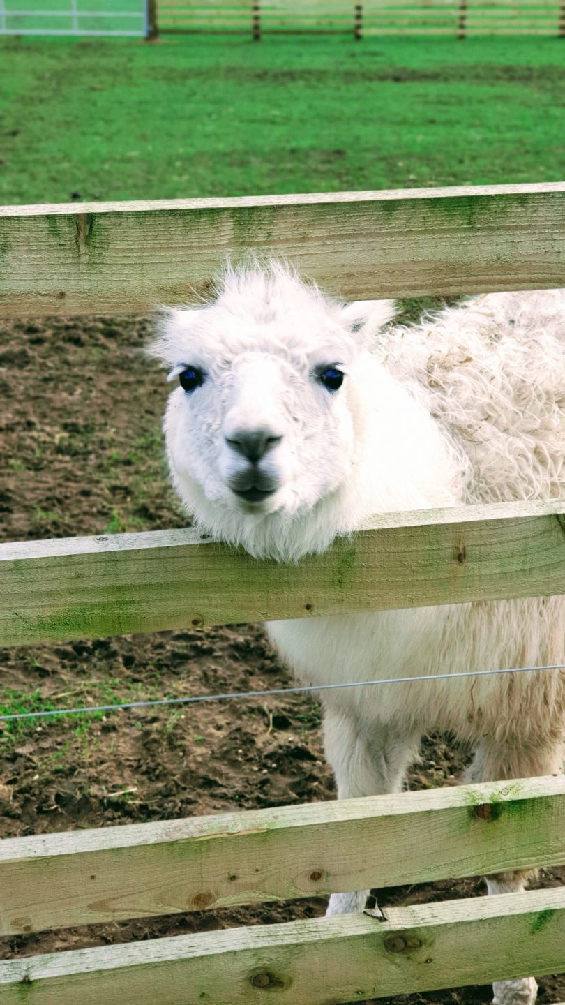 Ain't Got Time For Your Drama, Llama & 40+ Style