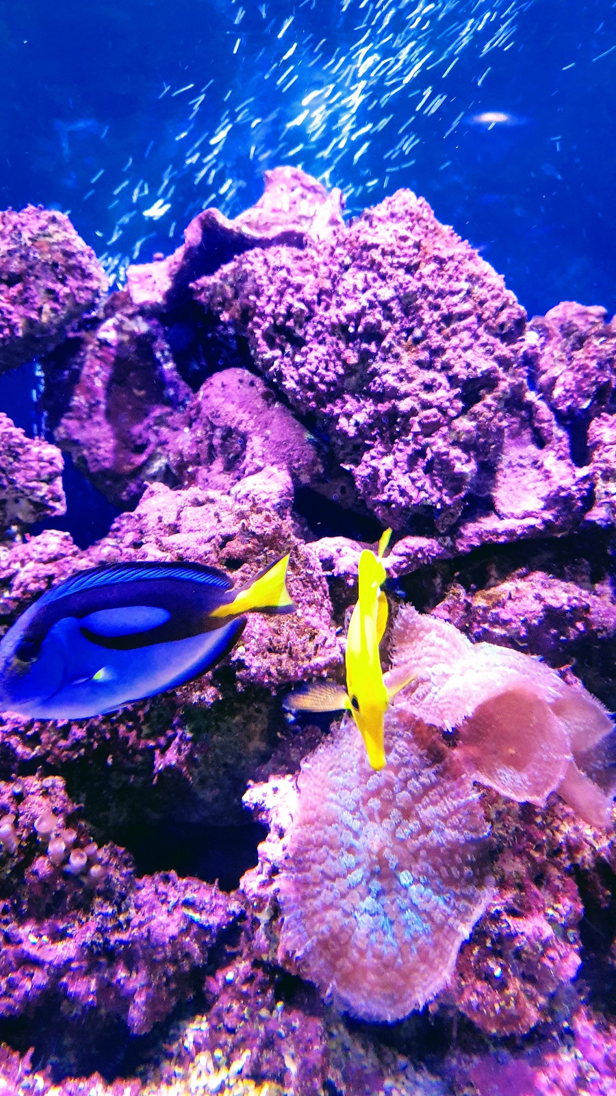 Just Keep Swimming~ Finding Dory At The Farm