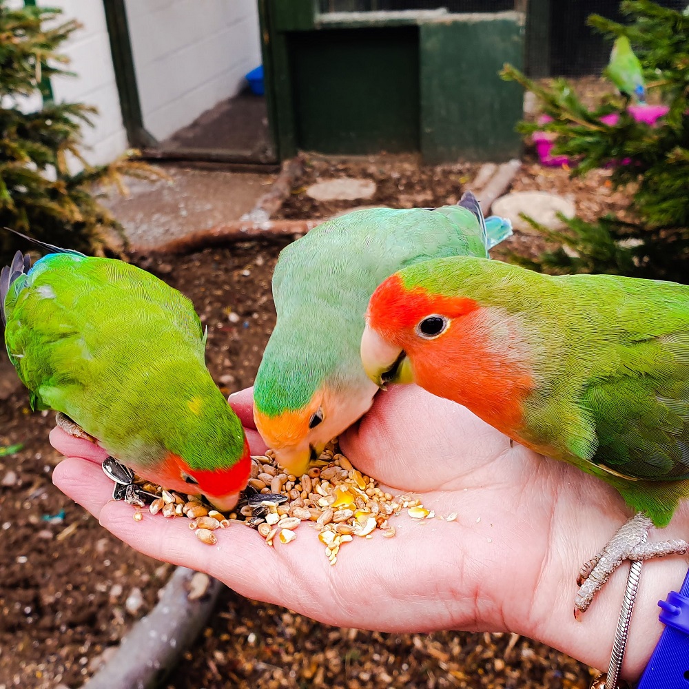 A Bird In The Hand Is Worth Two In The Bush Love birds