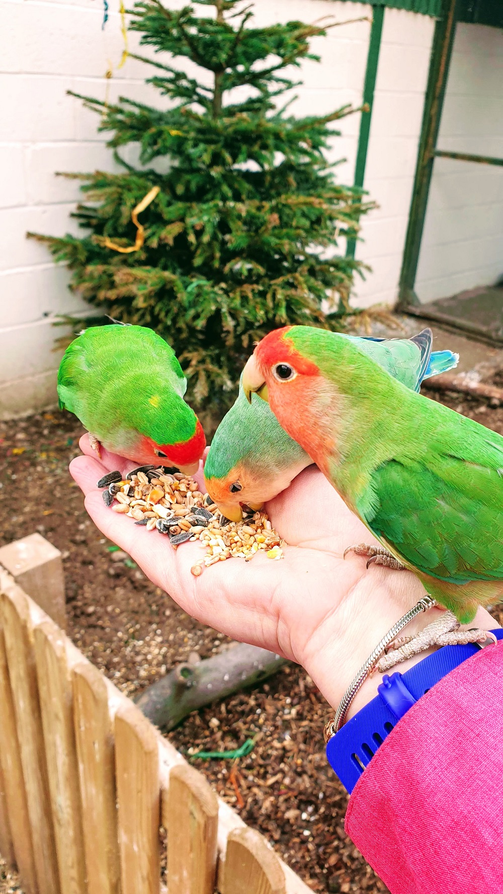 A Bird In The Hand Is Worth Two In The Bush A Bird In The Hand Is Worth Two In The Bush