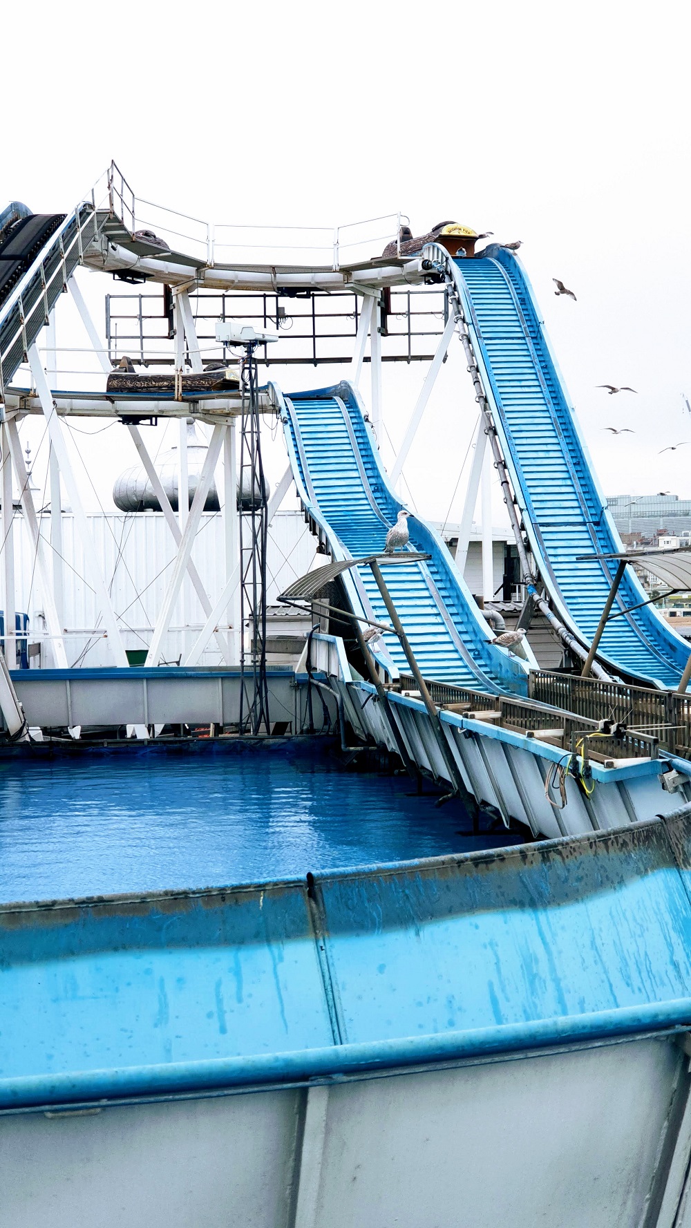 It's A Bit To Windy For The Log Flume Just Yet It's A Bit To Windy For The Log Flume Just Yet