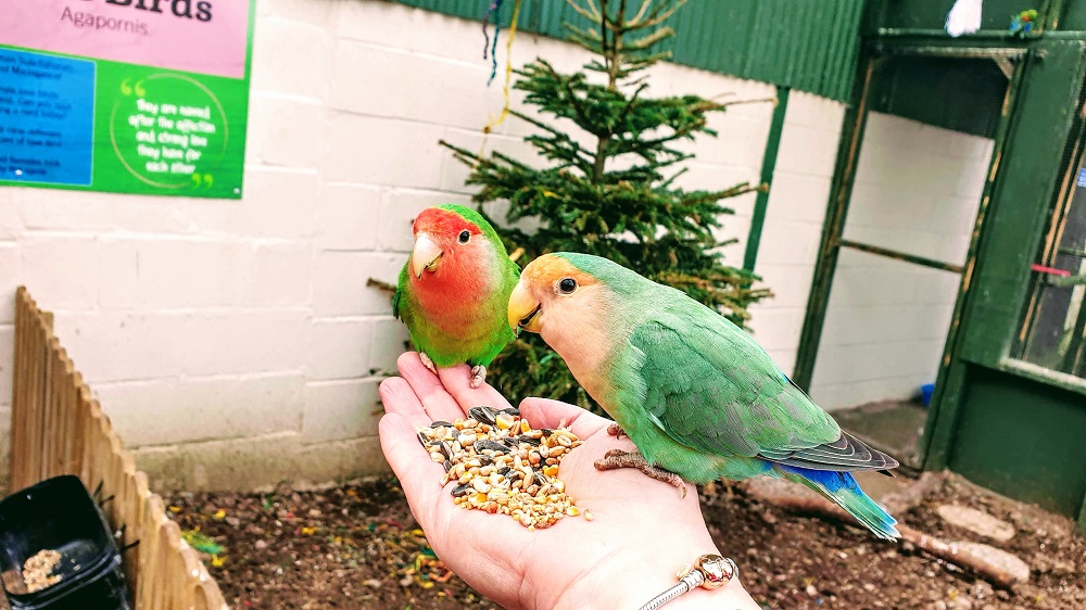 A Bird In The Hand Is Worth Two In The Bush A Bird In The Hand Is Worth Two In The Bush