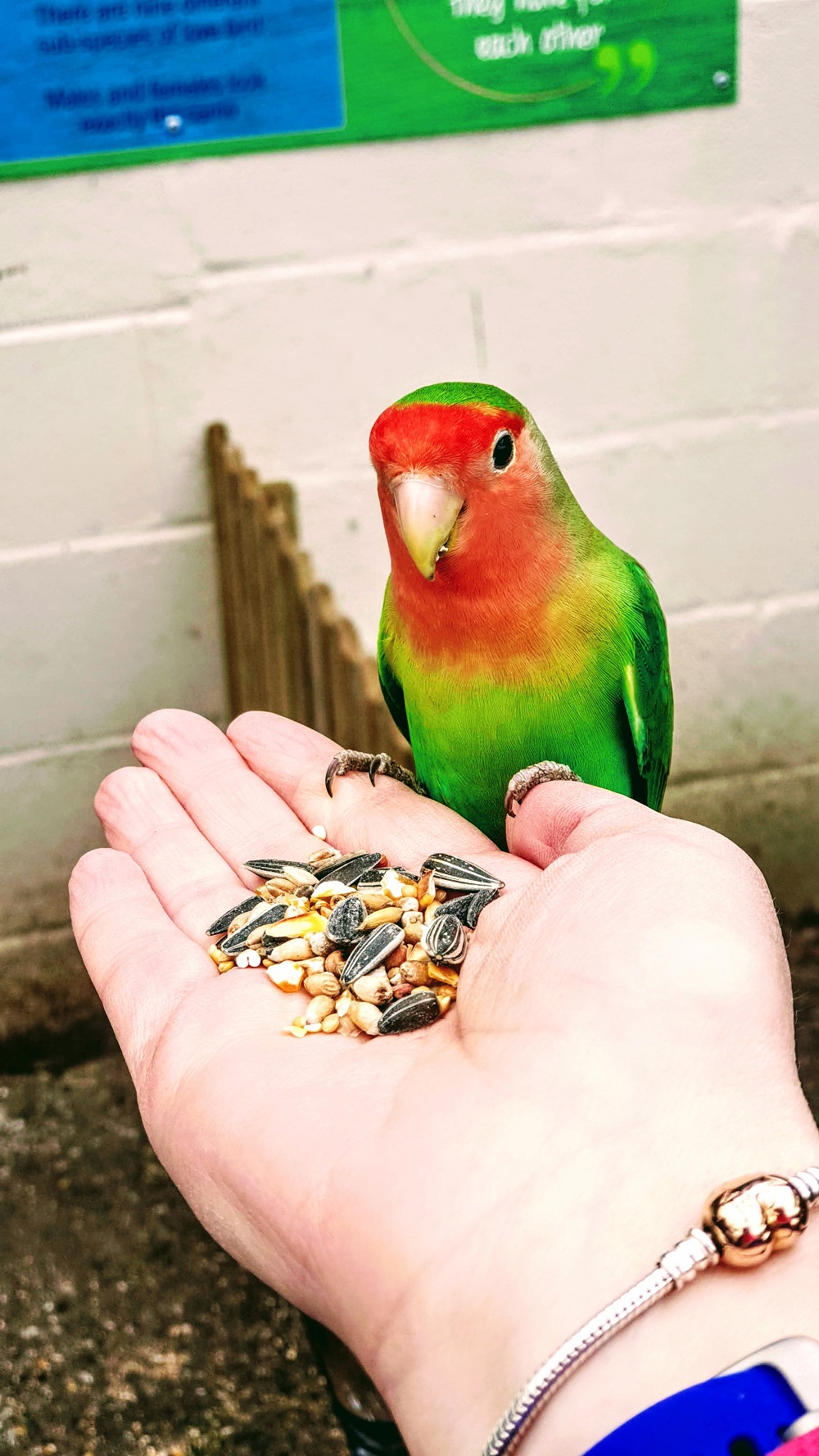 A Bird In The Hand Is Worth Two In The Bush Love birds