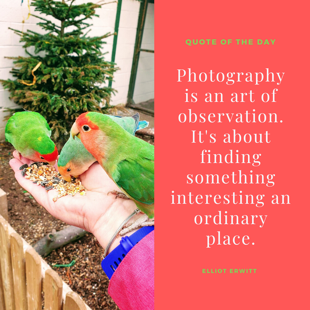 A Bird In The Hand Is Worth Two In The Bush Photography quotes