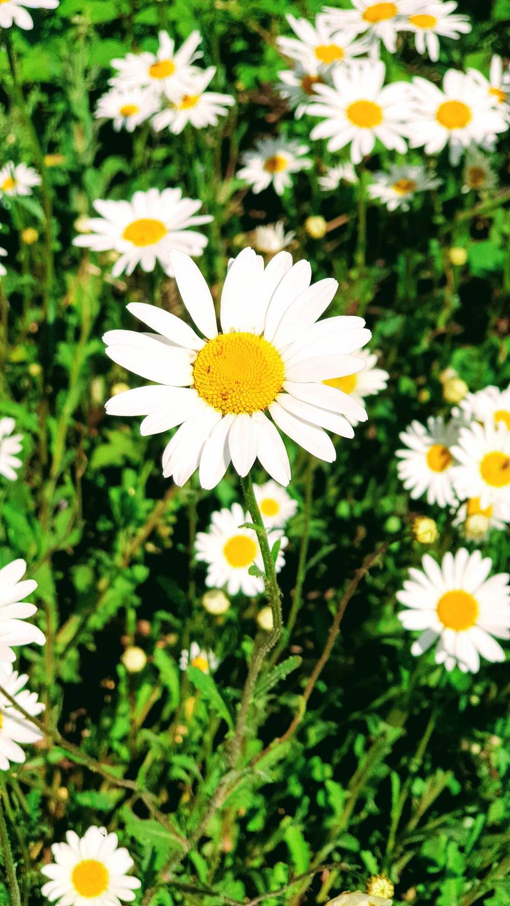 Love In The Mist: Wordless Wednesday Love In The Mist: Wordless Wednesday