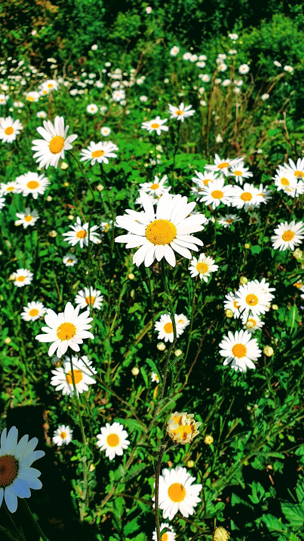 Love In The Mist: Wordless Wednesday Let Us Dance In The Sun, Wearing Wild Flowers