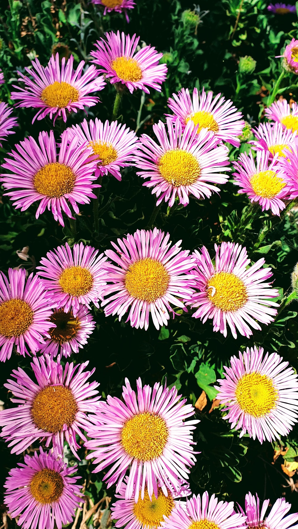 Beautiful Colourful Flowers In The Spring Sunshine