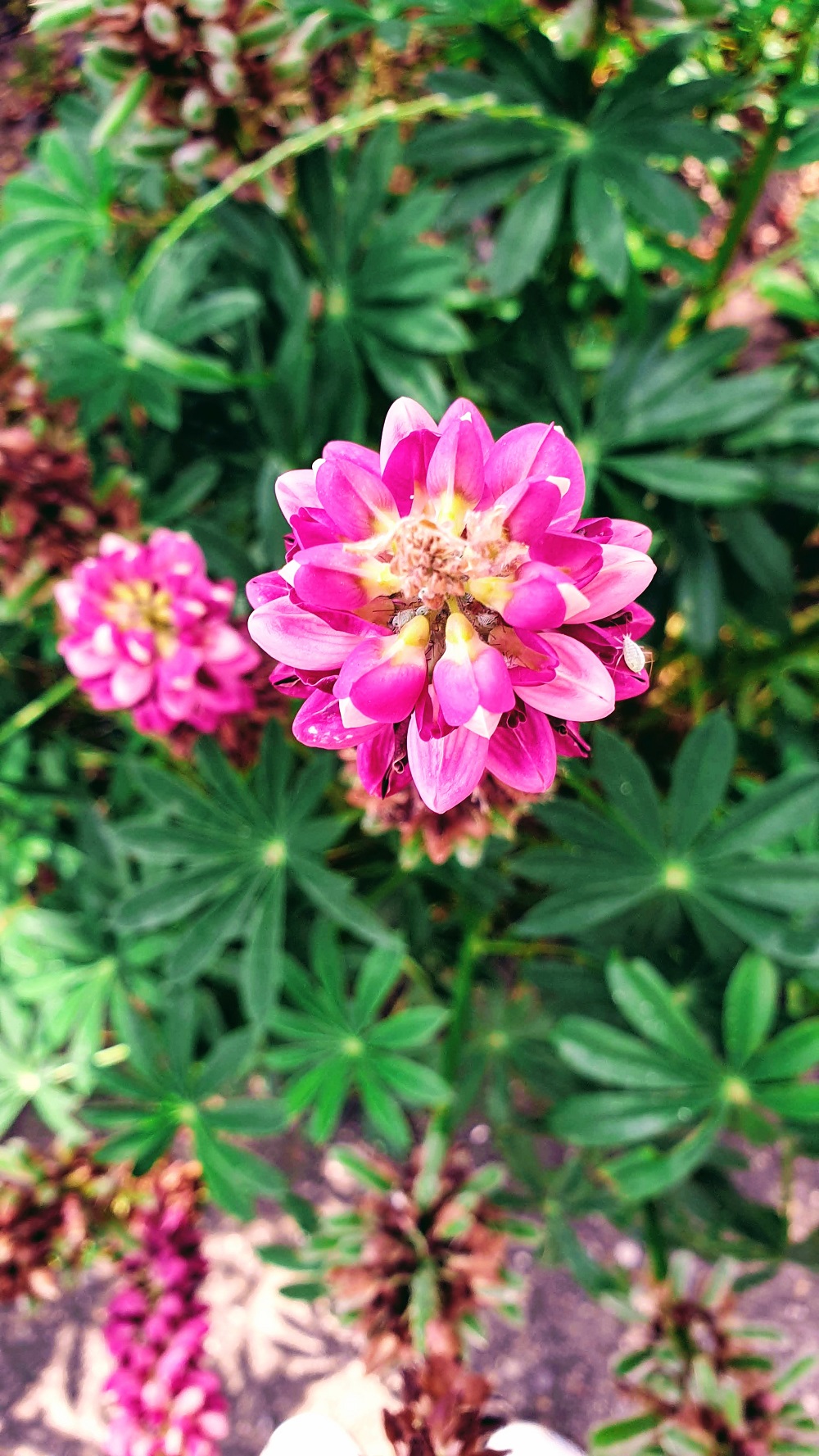 Beautiful Colourful Flowers In The Spring Sunshine