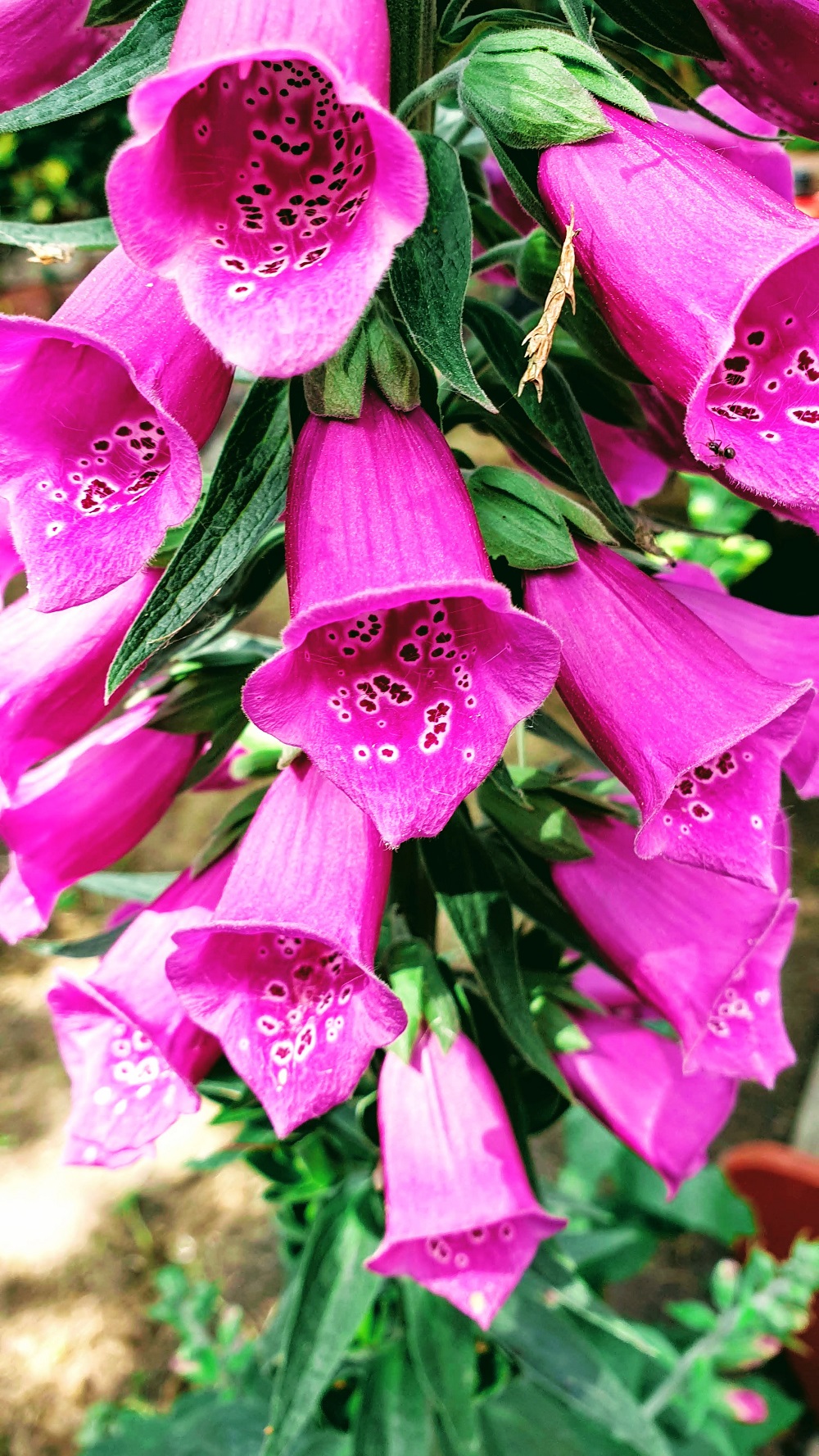 Beautiful Colourful Flowers In The Spring Sunshine