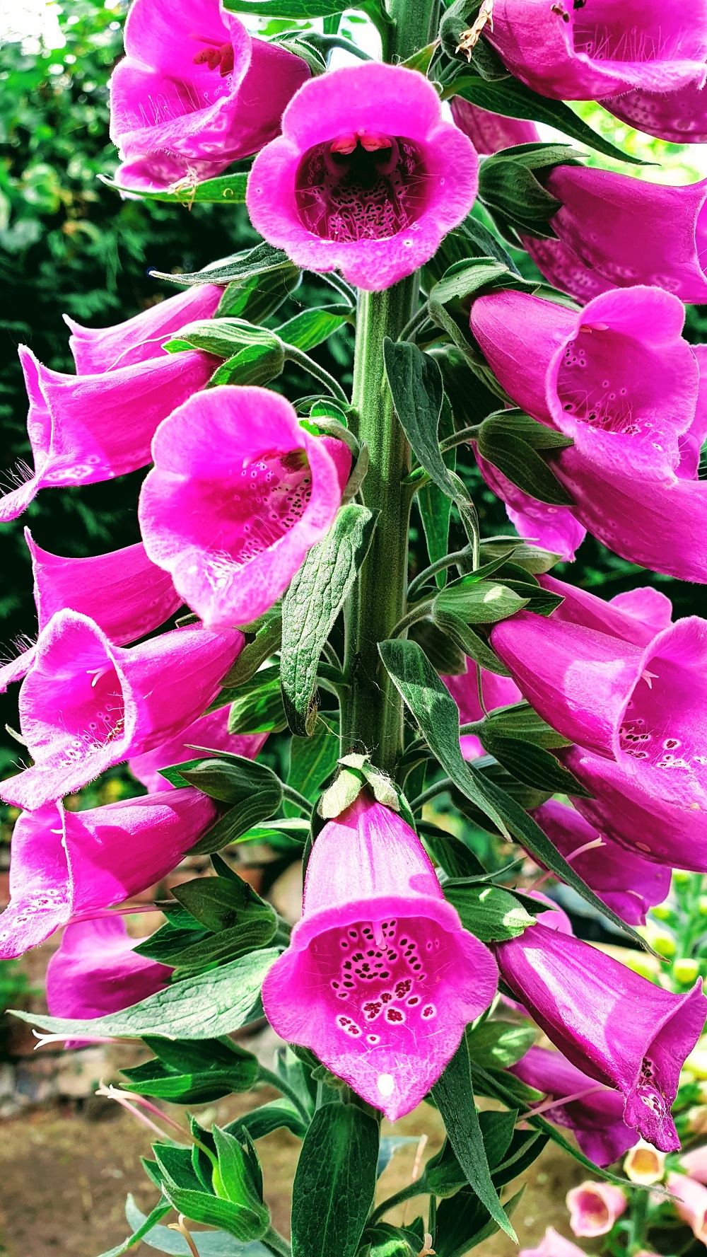 Beautiful Colourful Flowers In The Spring Sunshine