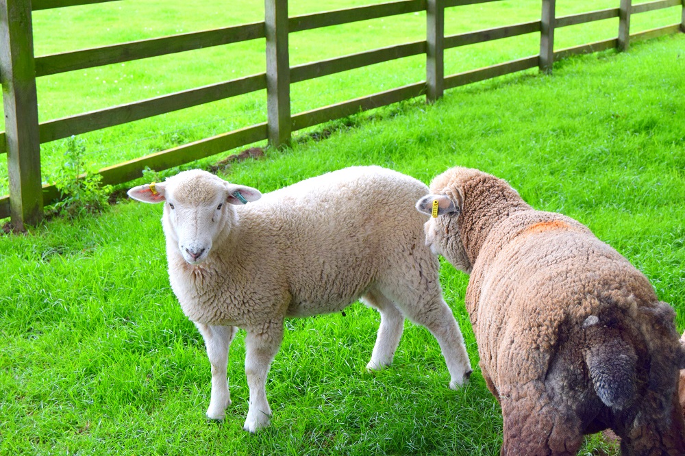 Over 40 Style & Adorable Sheep At White Post Farm