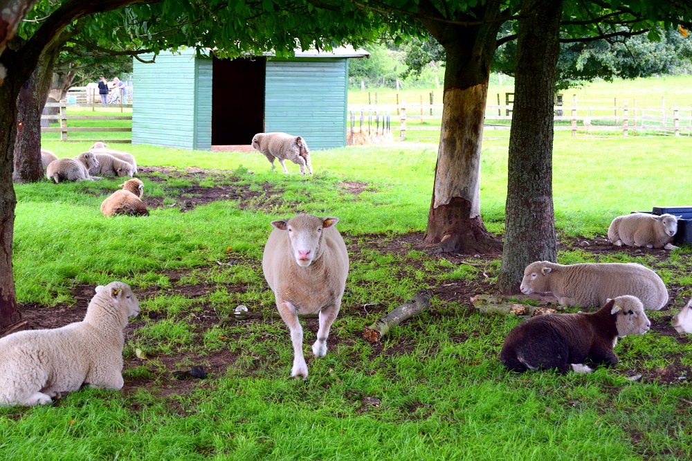 Over 40 Style & Adorable Sheep At White Post Farm