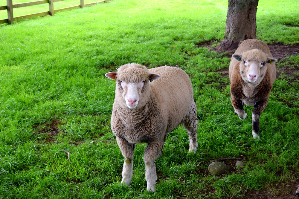 Over 40 Style & Adorable Sheep At White Post Farm