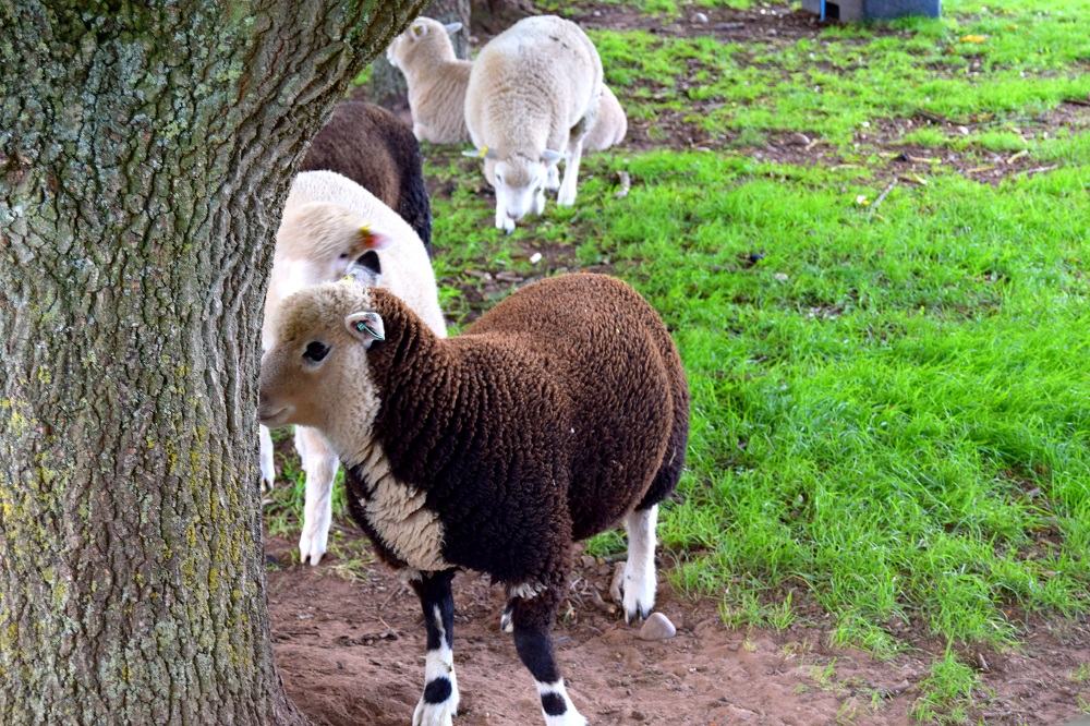 Over 40 Style & Adorable Sheep At White Post Farm