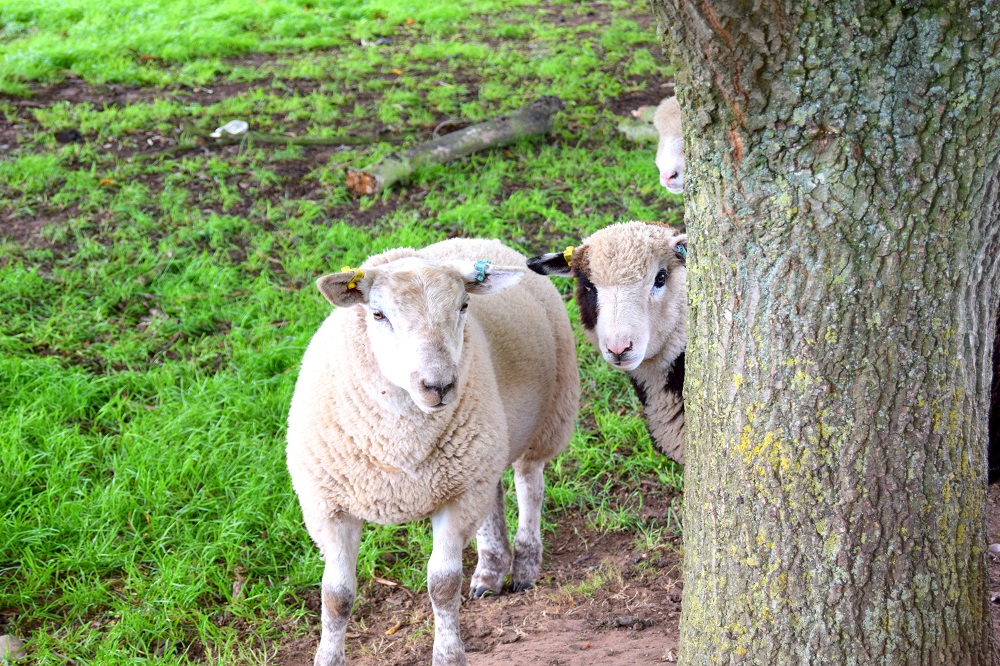 Over 40 Style & Adorable Sheep At White Post Farm