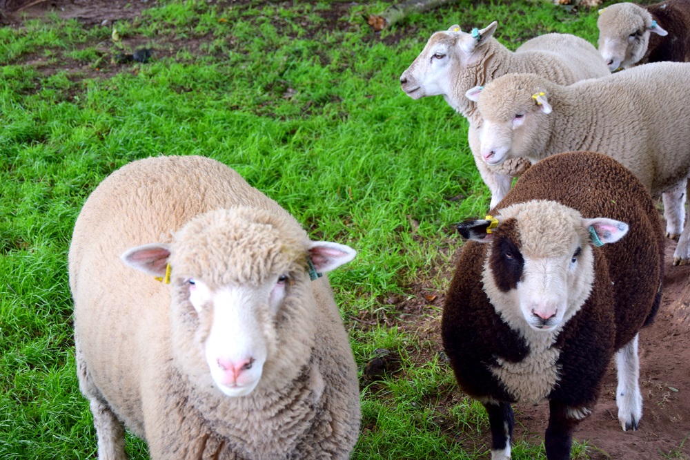 Over 40 Style & Adorable Sheep At White Post Farm