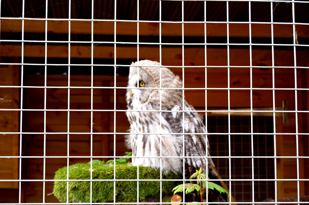 Owl at White Post Farm