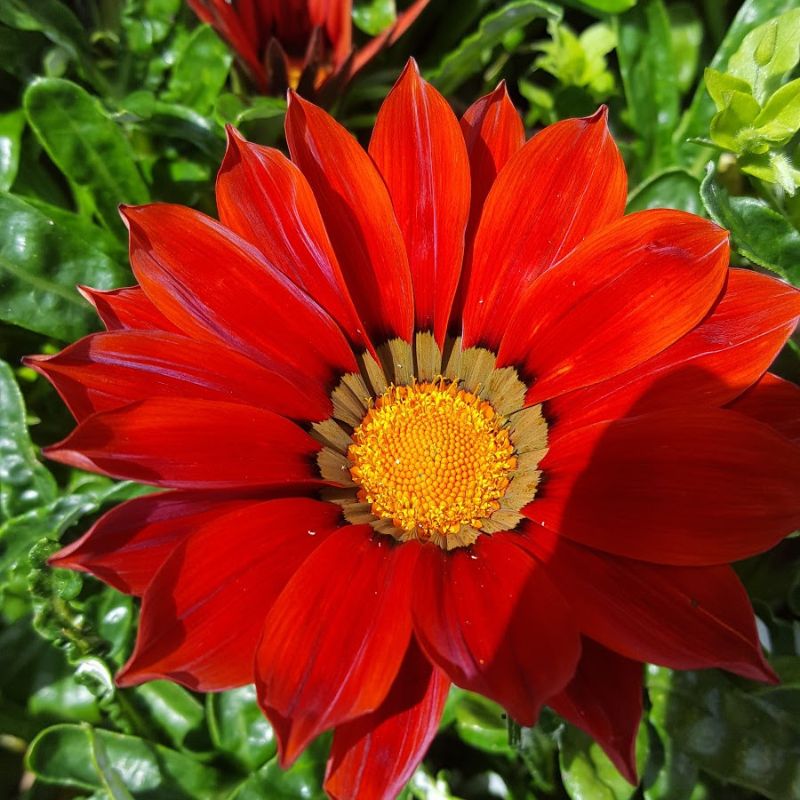 Saturday Flowers Taken In Bakewell A Few Years Ago