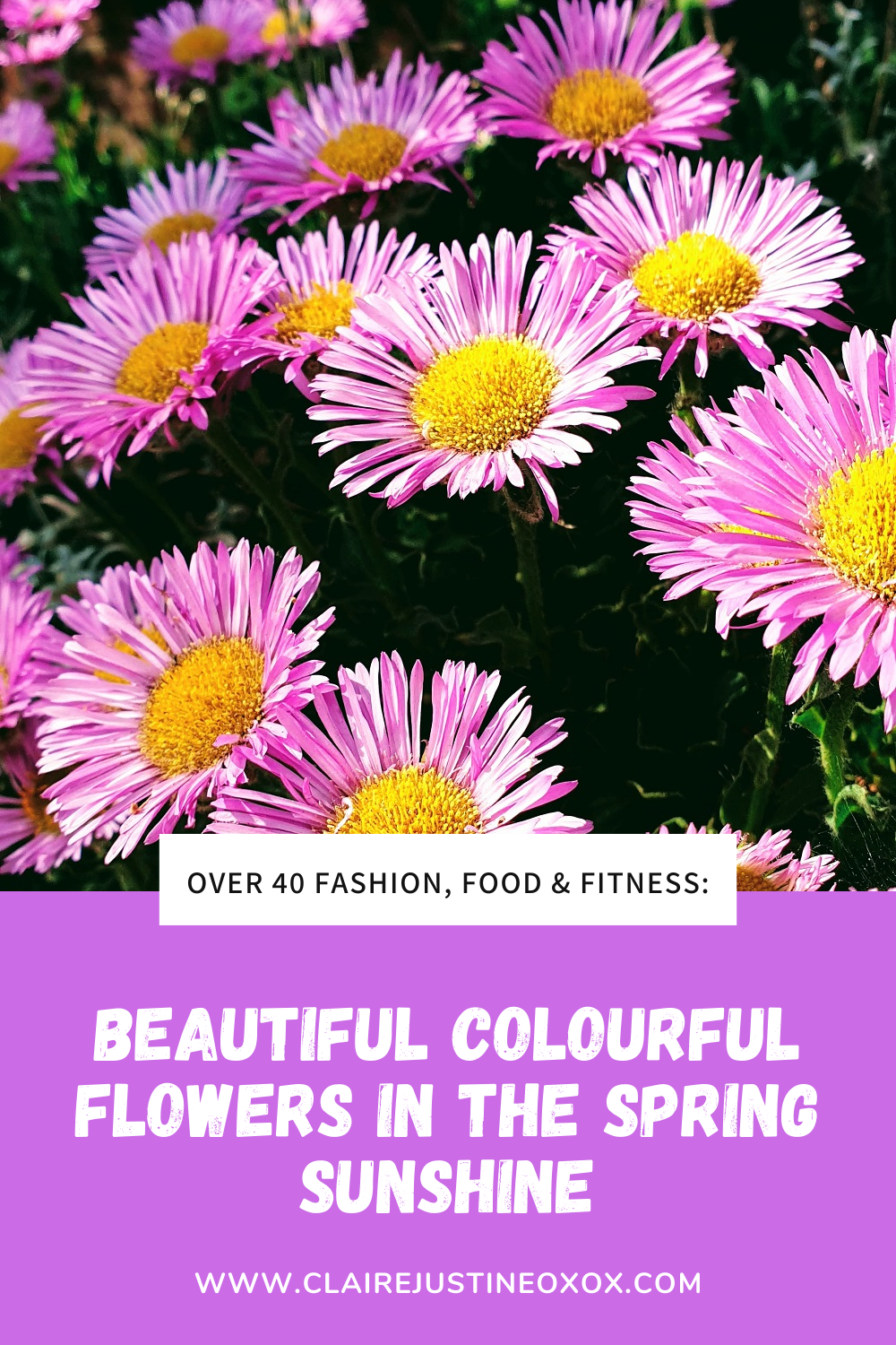 Beautiful Colourful Flowers In The Spring Sunshine