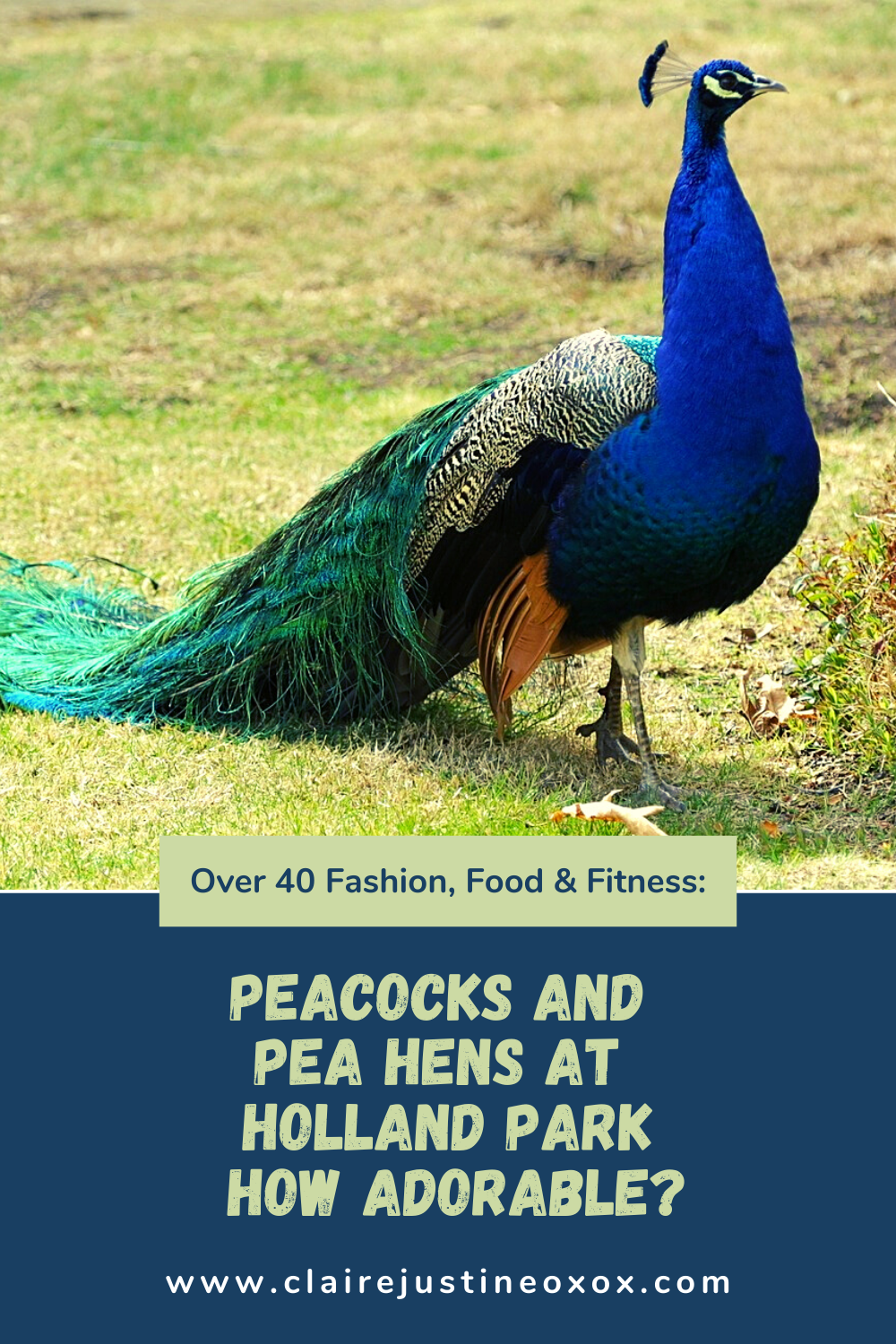 Peacocks And Pea Hens At Holland Park How Adorable?