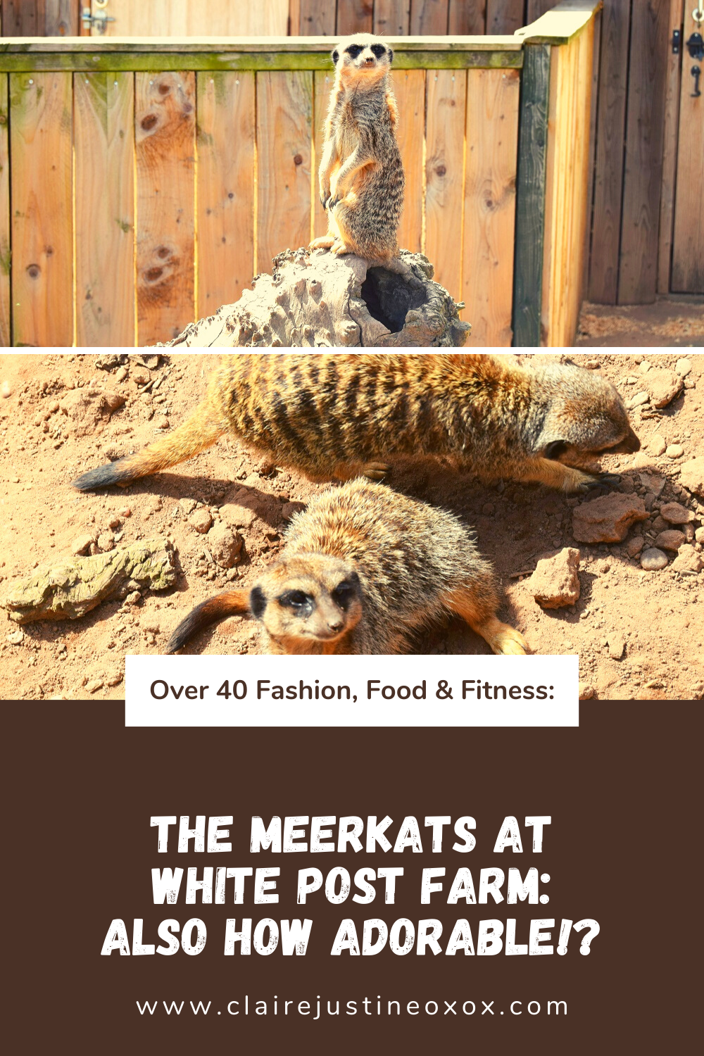 The Meerkats At White Post Farm: Also How Adorable!?