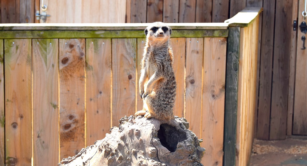 The Meerkats At White Post Farm: Also How Adorable!?