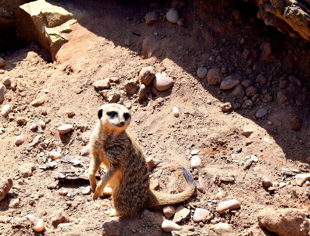 The Meerkats At White Post Farm: Also How Adorable!?