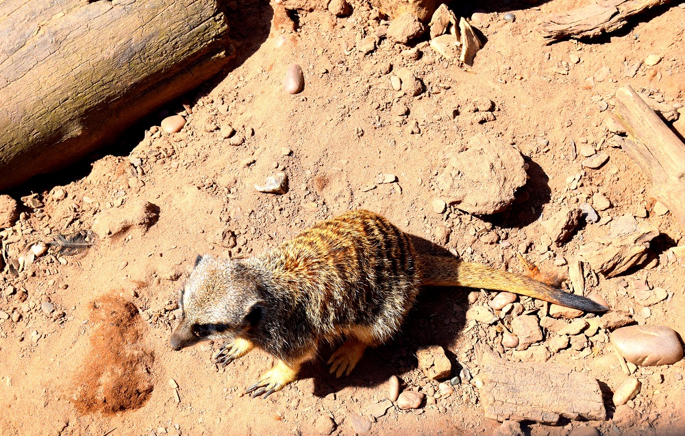 The Meerkats At White Post Farm: Also How Adorable!?