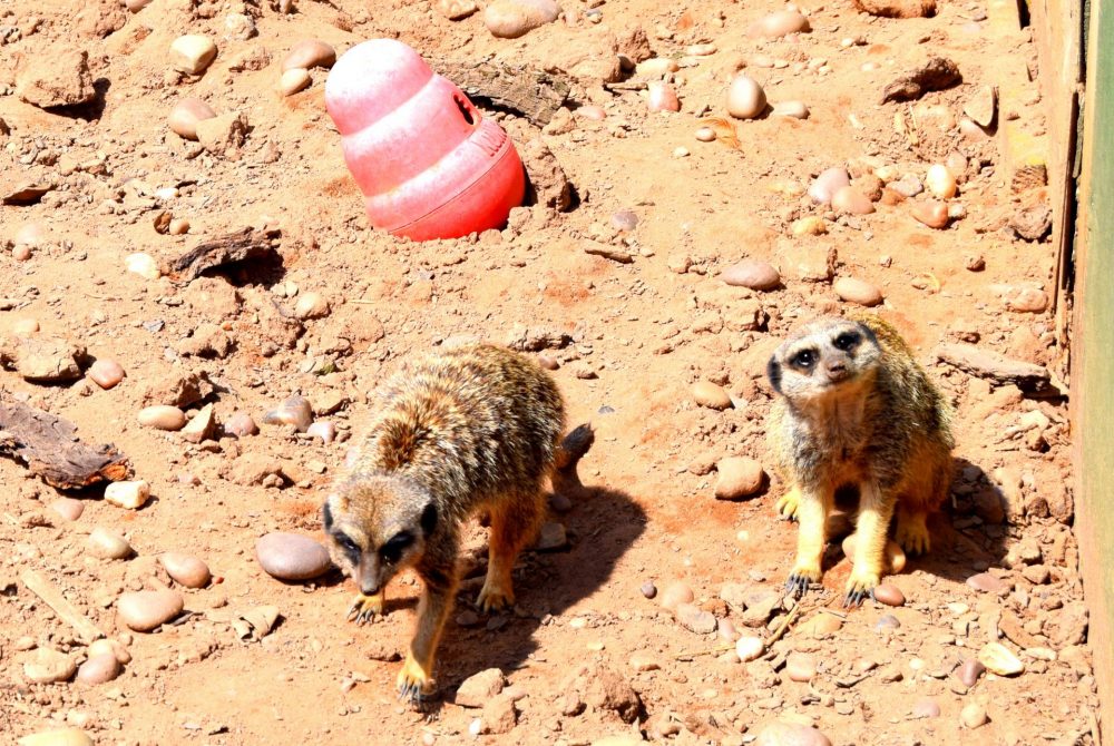 The Meerkats At White Post Farm: Also How Adorable!?
