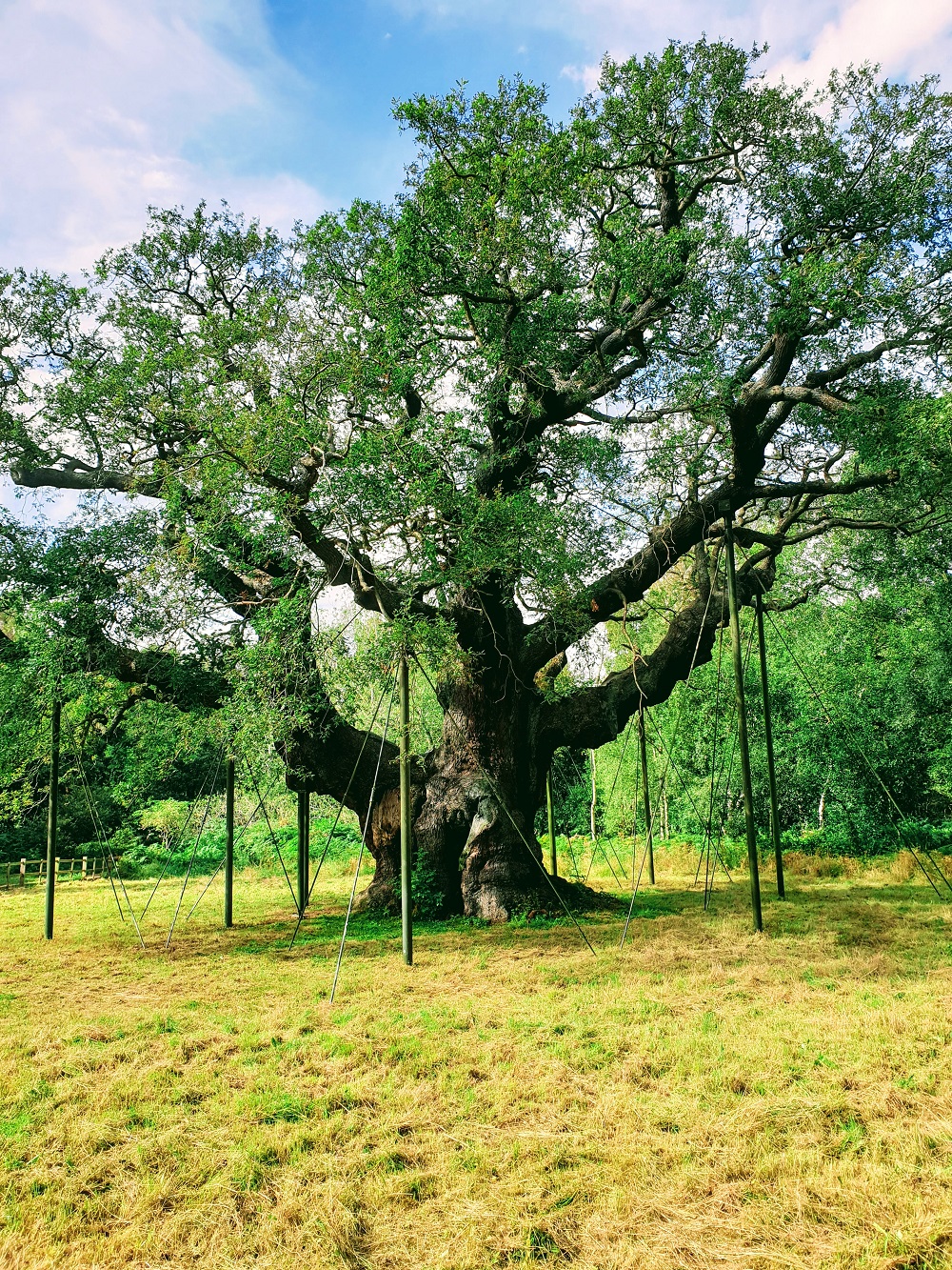 The Major Oak 