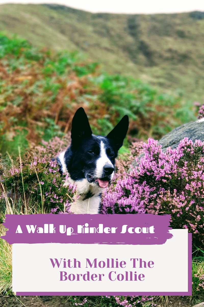 A Walk Up Kinder Scout With Mollie The Border A Walk Up Kinder Scout With Mollie The Border