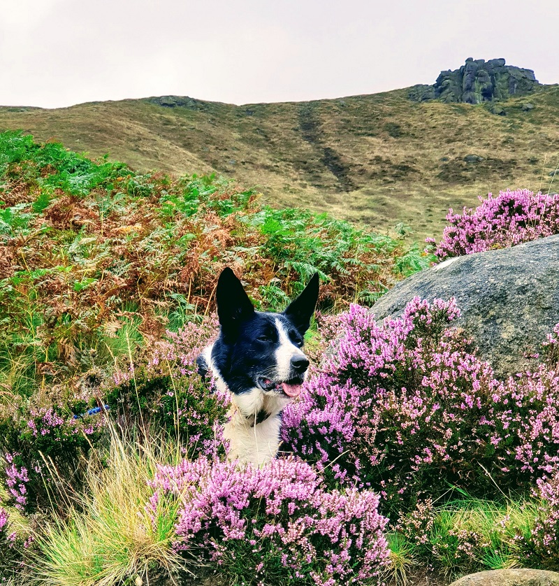A Walk Up Kinder Scout With Mollie The Border A Walk Up Kinder Scout With Mollie The Border