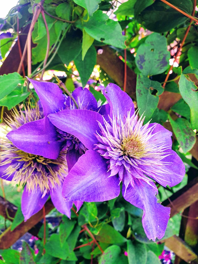 A Summers Day In Bakewell