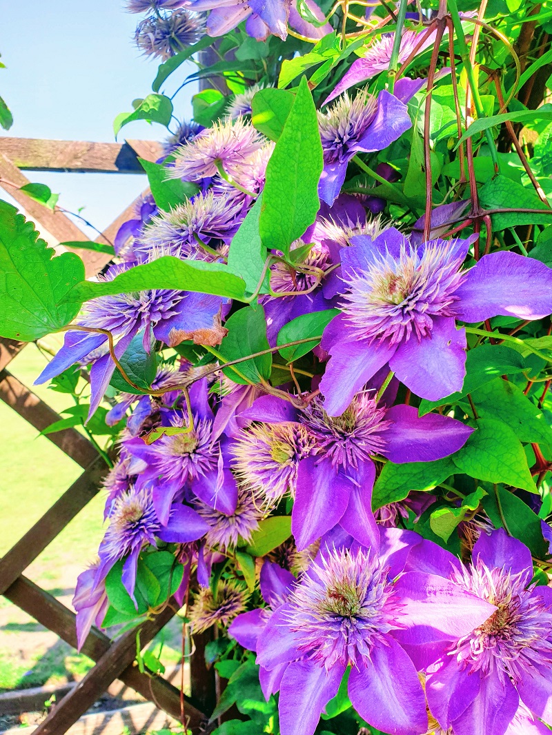 Purple flowers 