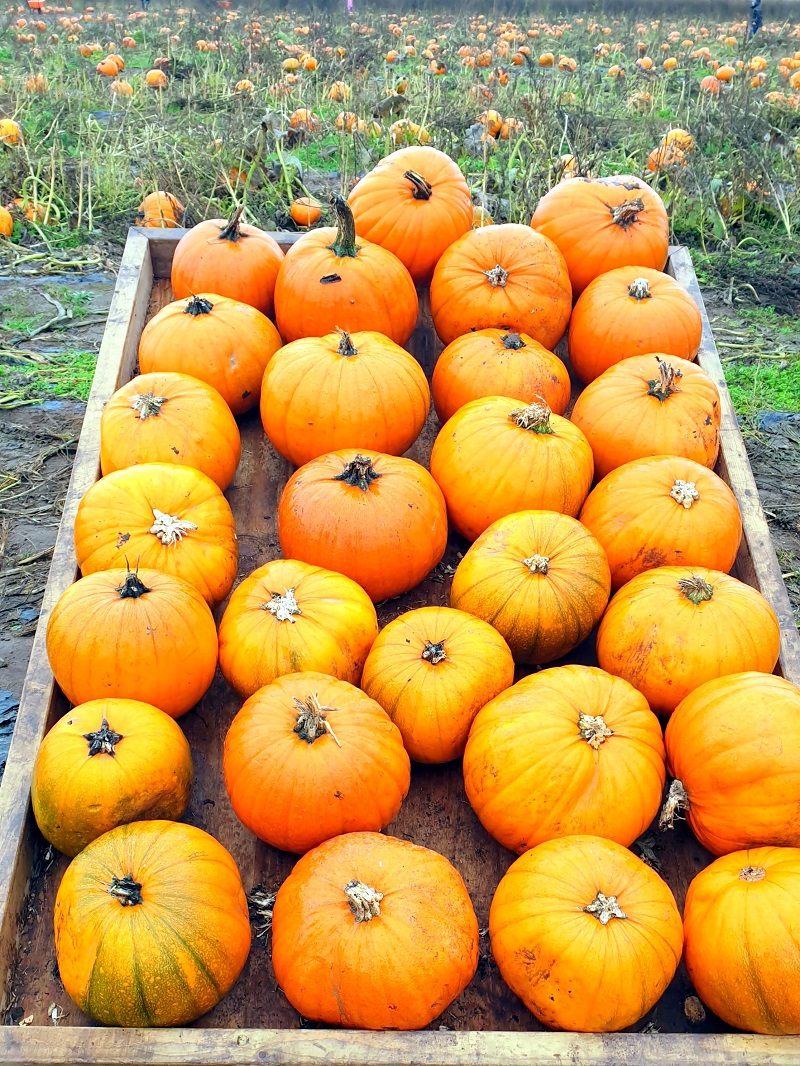 Visit To The Pumpkin Farm And Some Recipes To Try