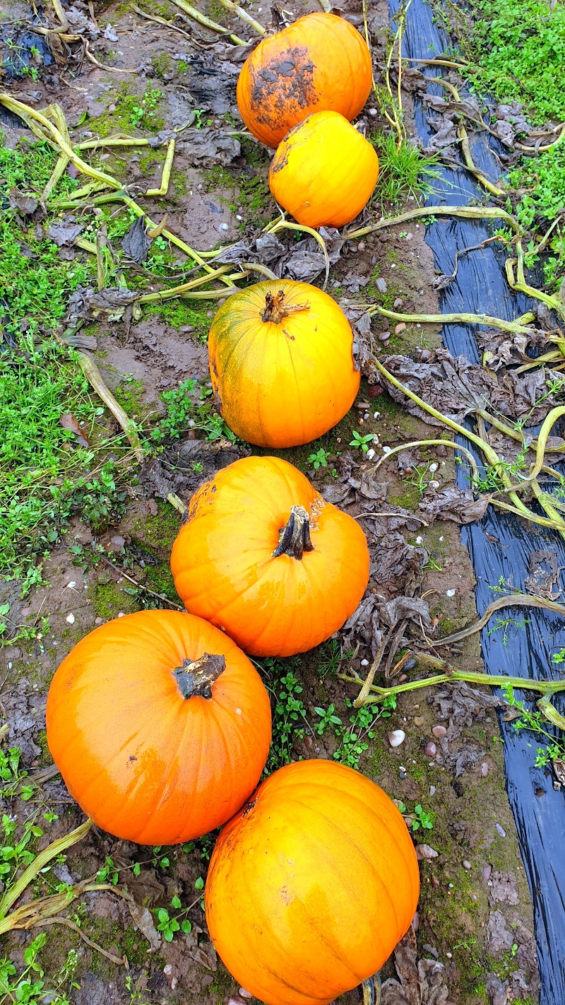 Visit To The Pumpkin Farm And Some Recipes To Try