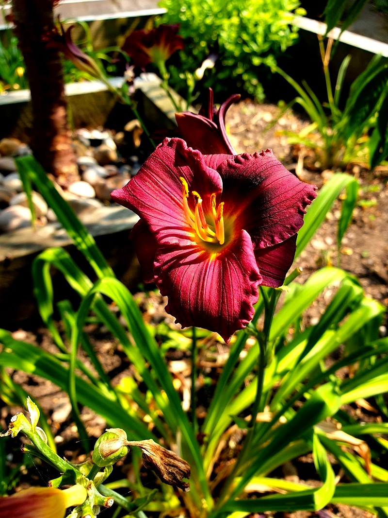 A Walk At Rufford Abbey County Park
