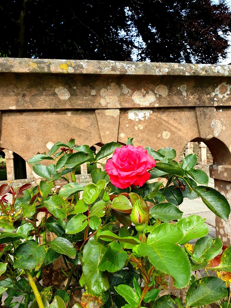A Walk At Rufford Abbey County Park