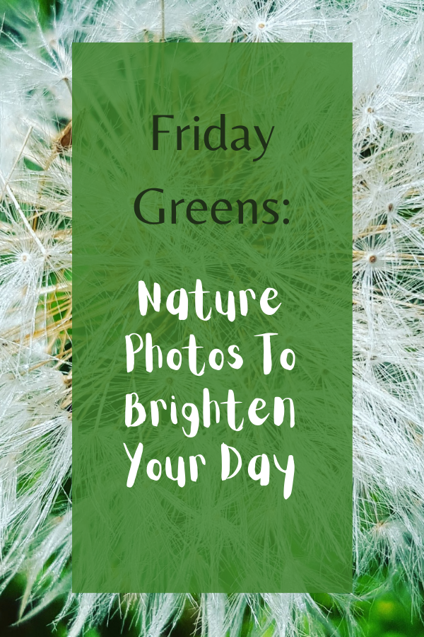 Friday Greens: Nature Photos To Brighten Your Day
