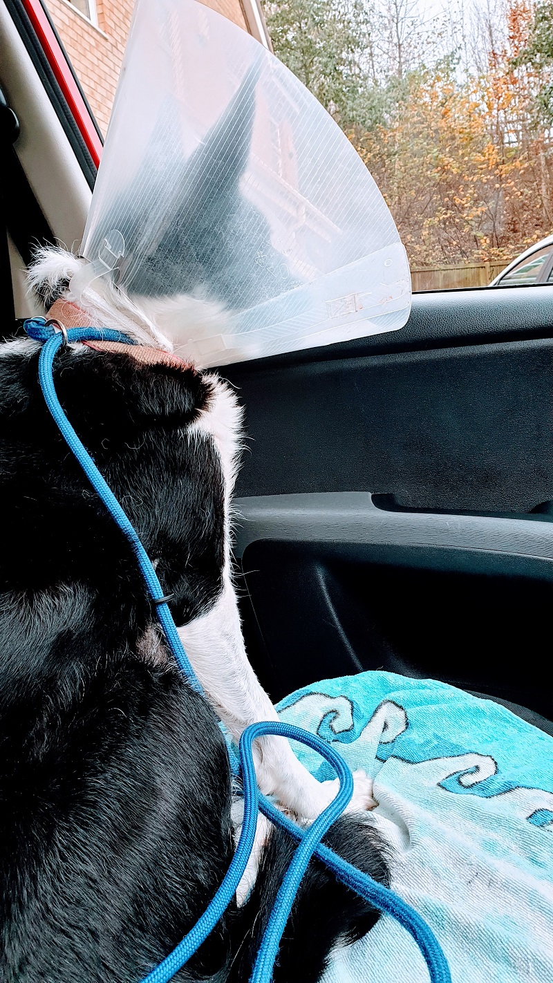 Finding Out My Dogs Tumours Were Cancer