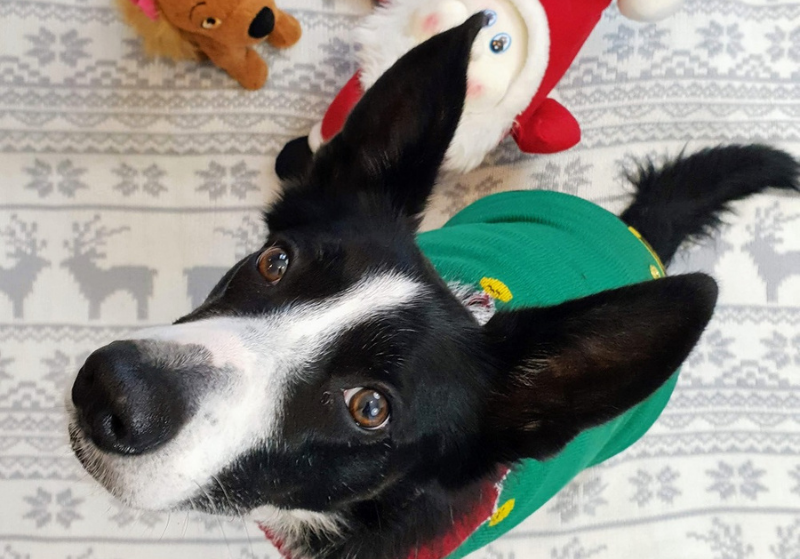Christmas Jumpers For Dogs Mollie The Elf: Christmas Jumpers For Dogs
