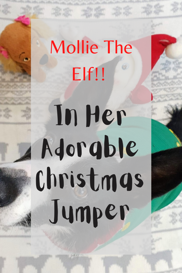 Christmas Jumpers For Dogs Christmas Jumpers For Dogs